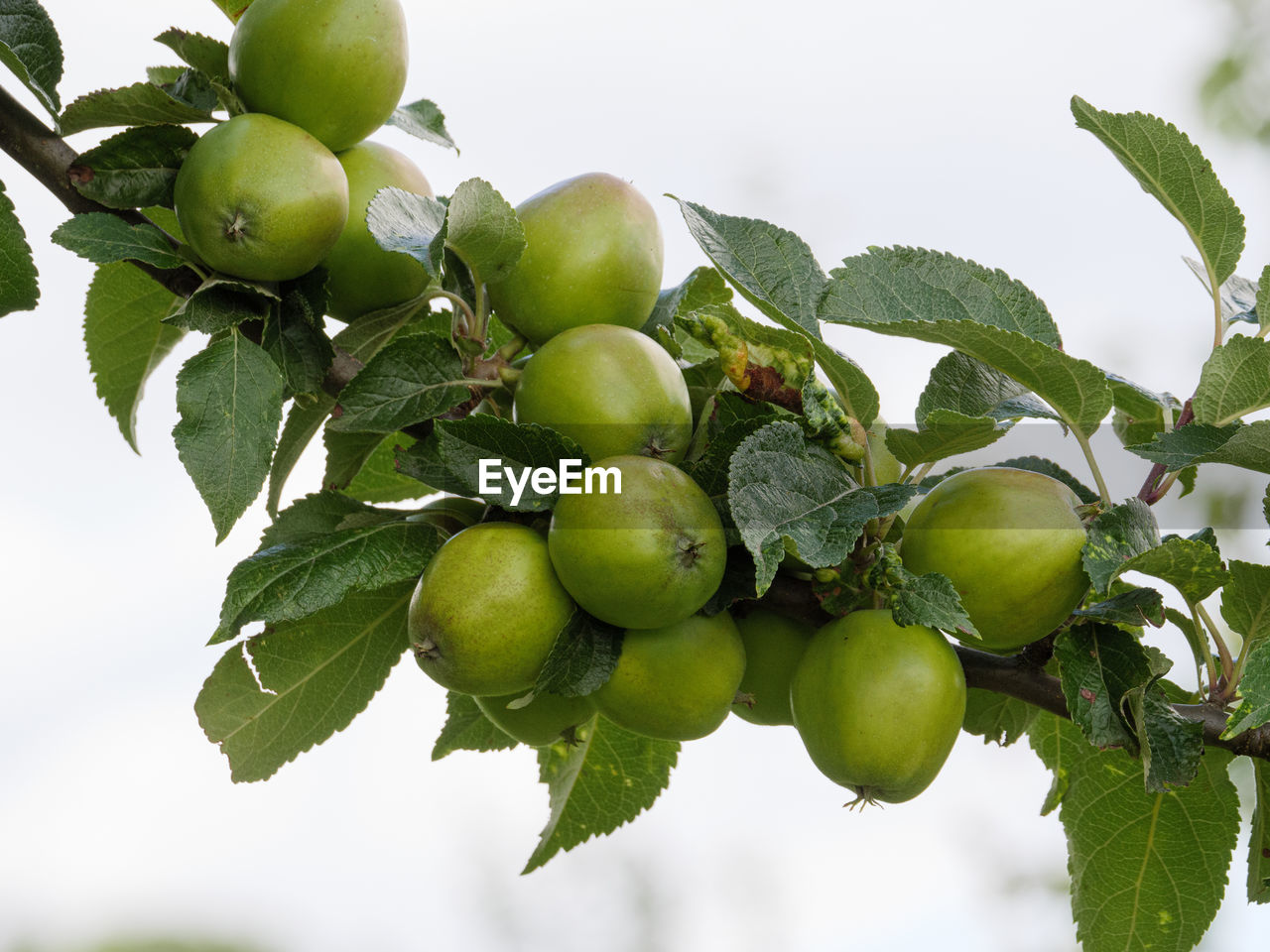 CLOSE-UP OF FRESH FRUITS ON TREE