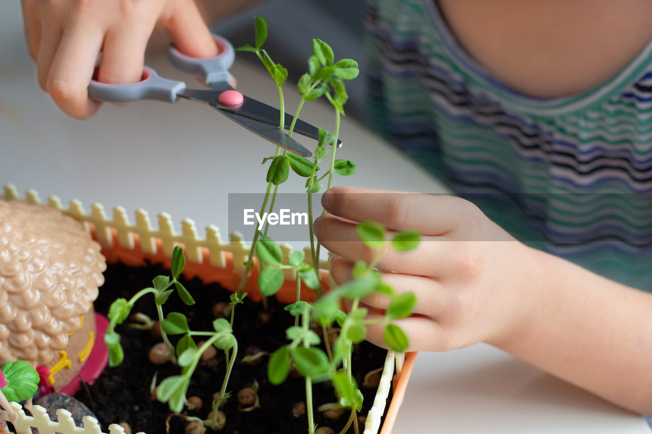 The girl cuts microgreen sprouts with scissors. pea seed growing, healthy food, superfood