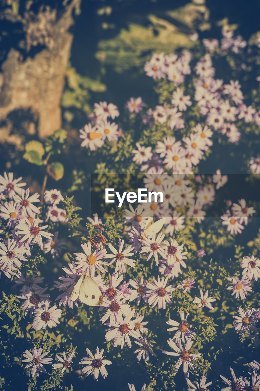 CLOSE-UP OF FLOWERS AGAINST TREE