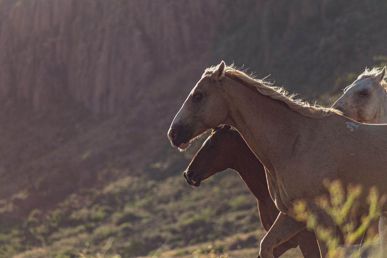 Medium shot, side view of horses running