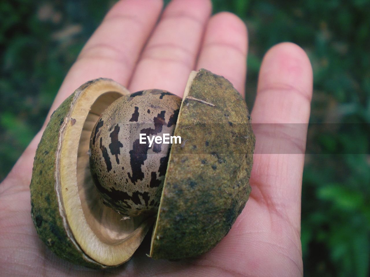 Close-up of cropped hand holding rubber seed