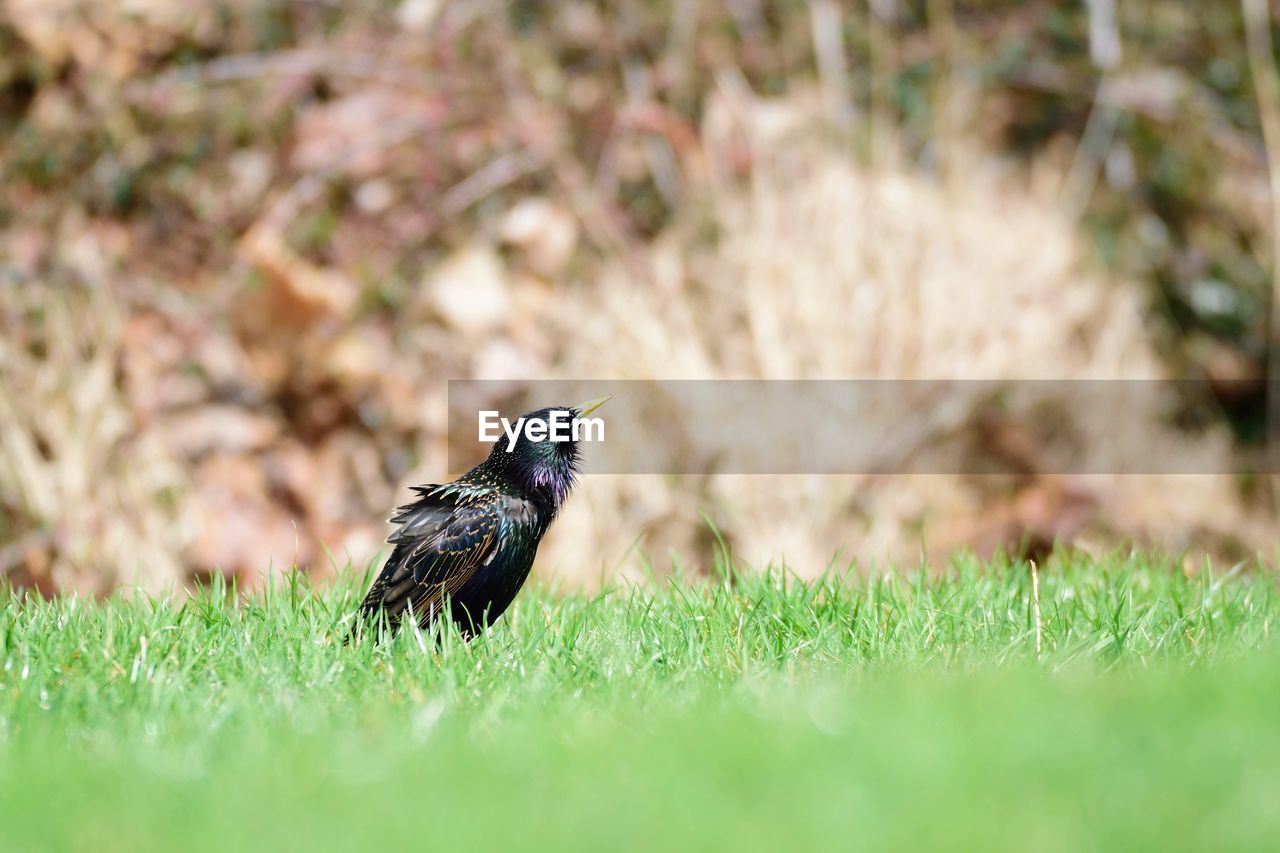 SIDE VIEW OF A BIRD ON LAND