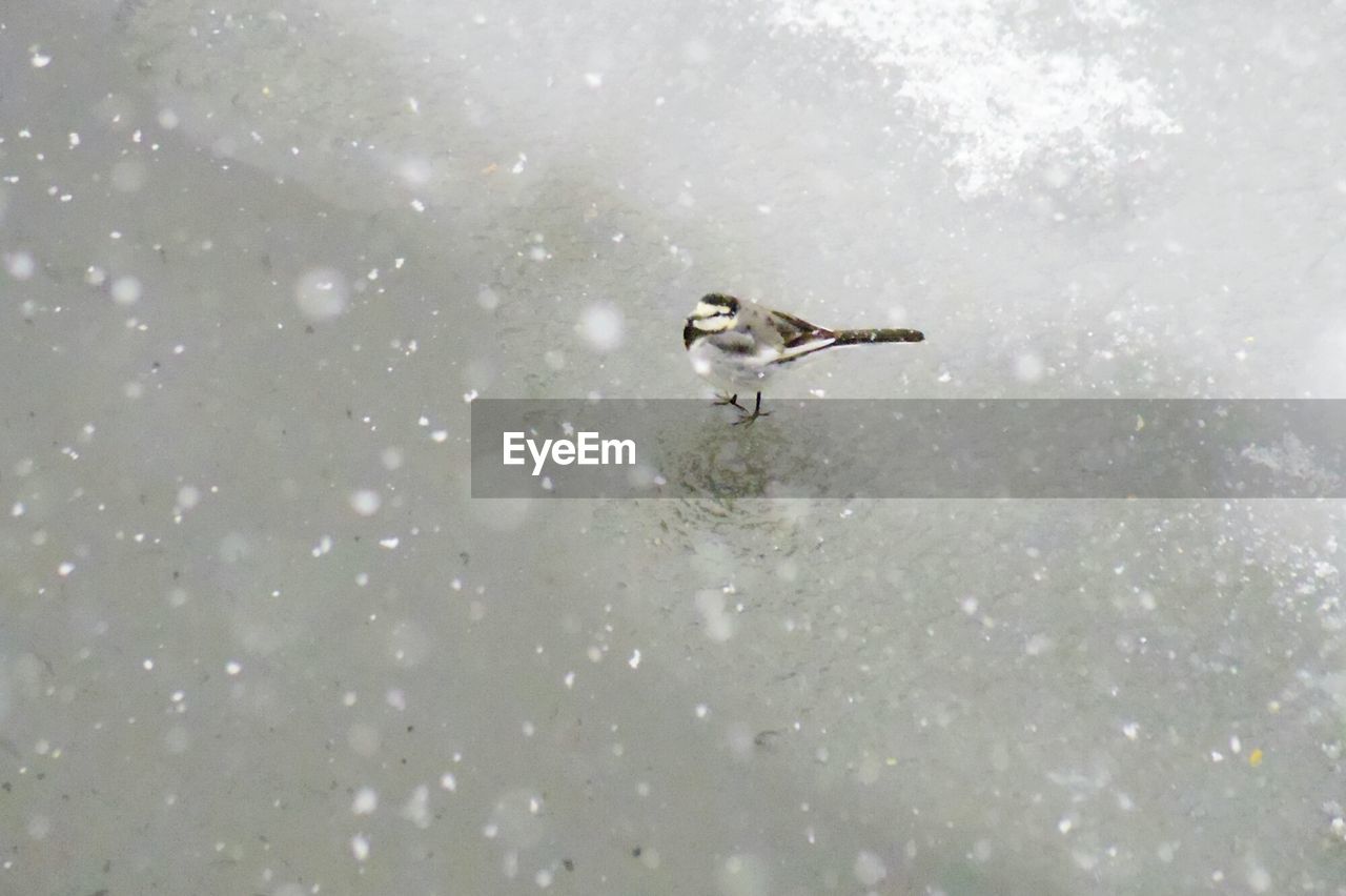 VIEW OF BIRD ON GROUND