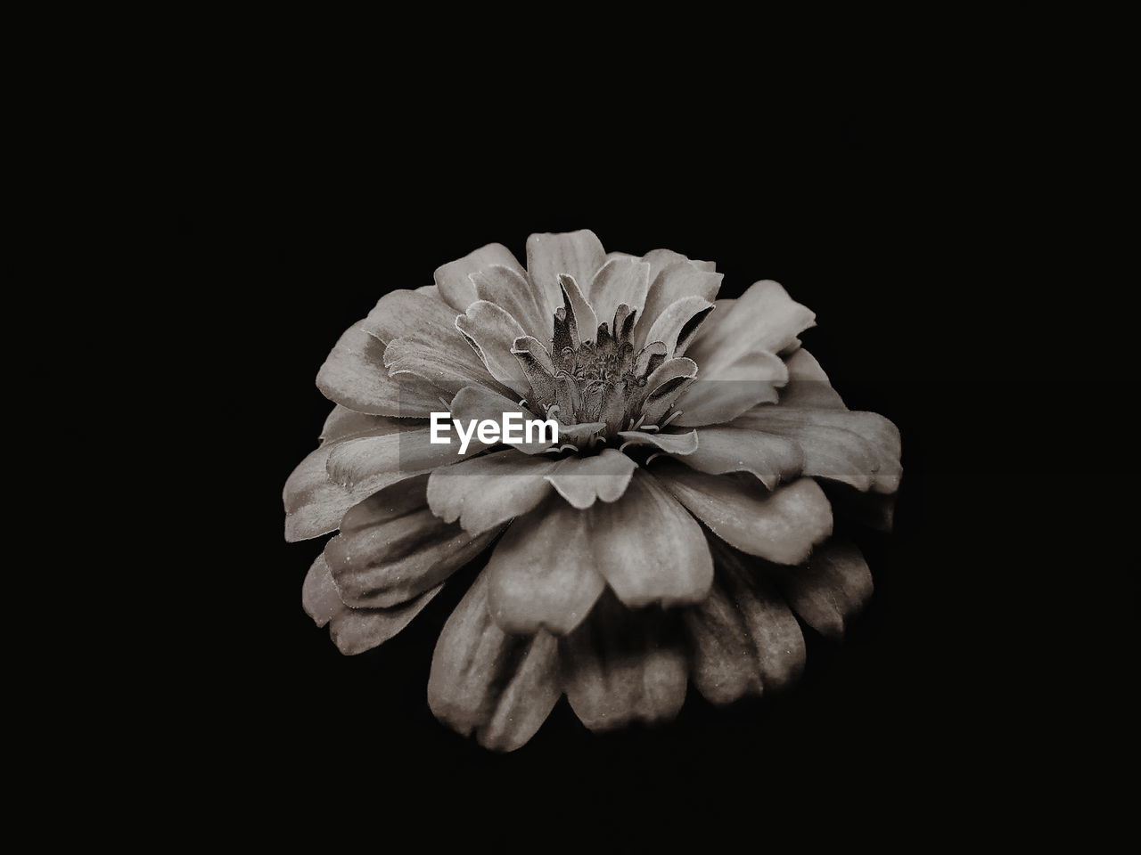 CLOSE-UP OF FLOWER OVER BLACK BACKGROUND