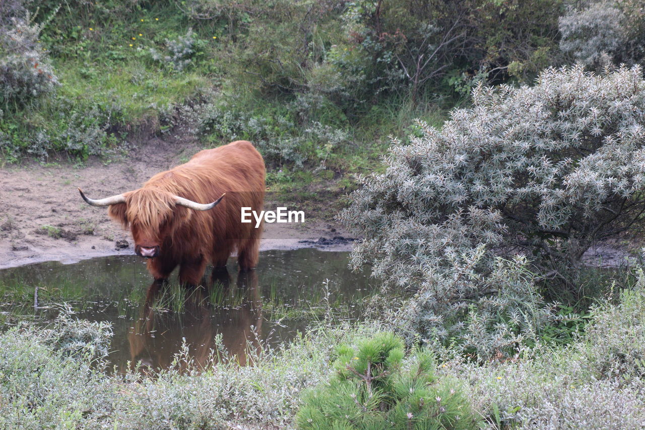 HORSE IN A FIELD