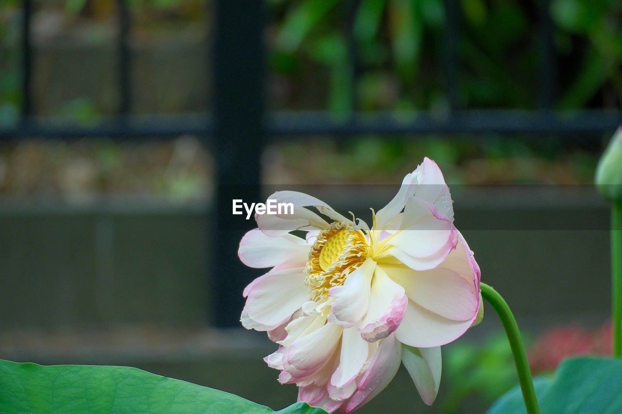 flower, flowering plant, plant, beauty in nature, freshness, fragility, close-up, petal, flower head, nature, focus on foreground, blossom, inflorescence, growth, green, yellow, no people, pollen, outdoors, macro photography, pink, day, animal, springtime, animal themes, white, animal wildlife, leaf, plant part