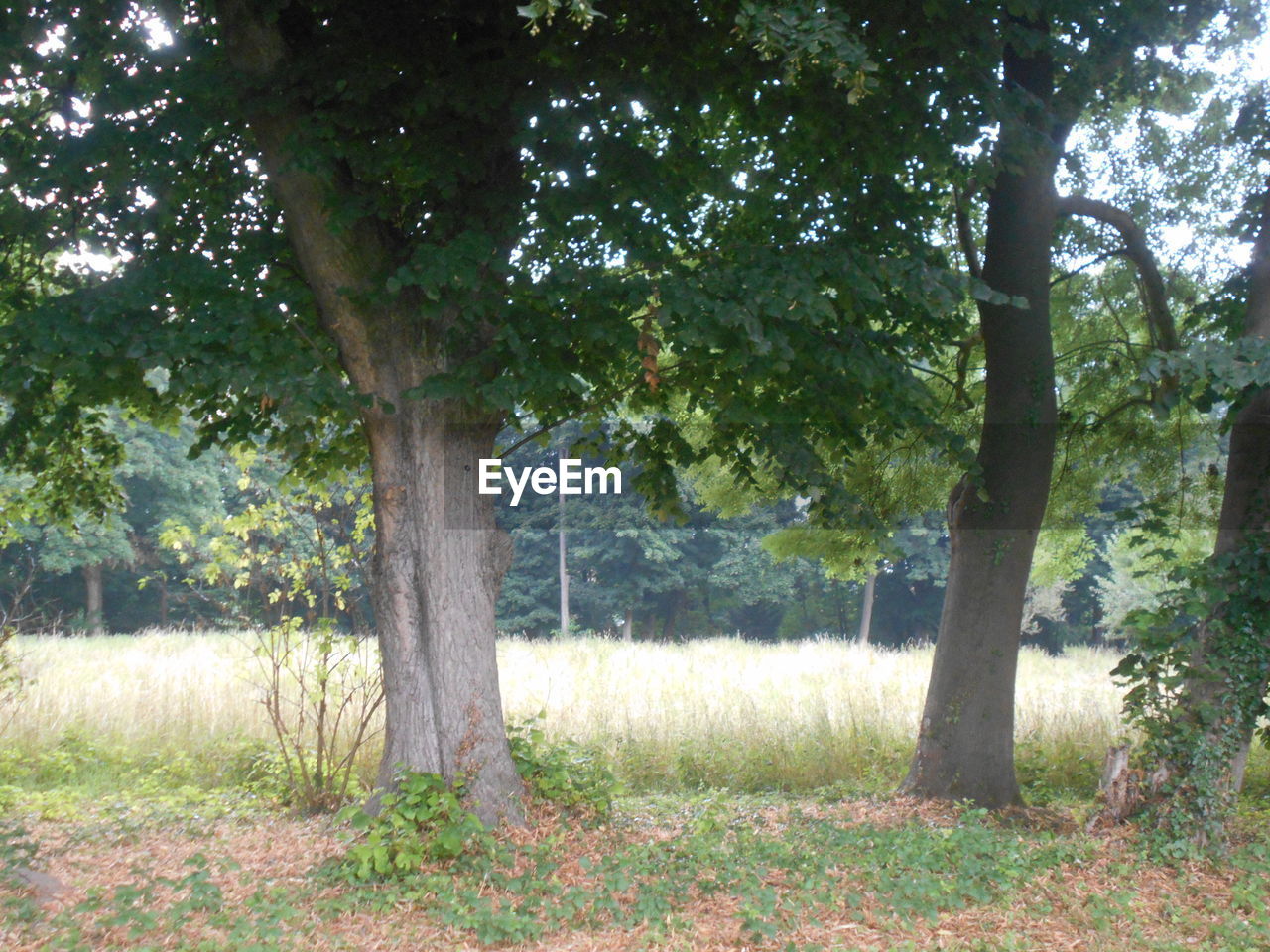 plant, tree, growth, land, nature, woodland, tranquility, tree trunk, trunk, beauty in nature, grass, field, no people, landscape, day, tranquil scene, green, environment, scenics - nature, leaf, outdoors, forest, non-urban scene, branch, sunlight, grove, autumn