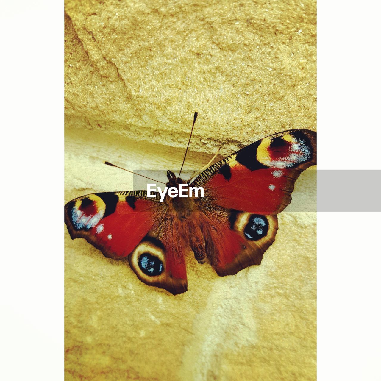 Close-up of butterfly on wall