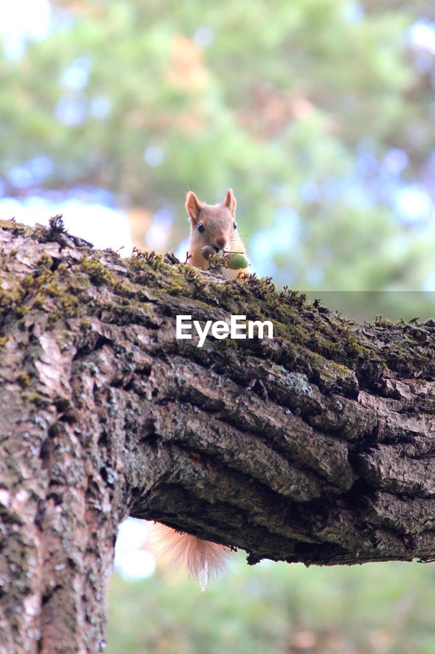 Portrait of an animal on tree trunk