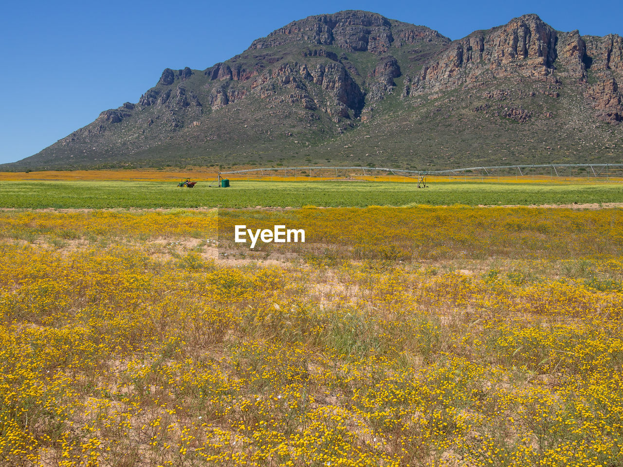 Scenic view of field against clear sky