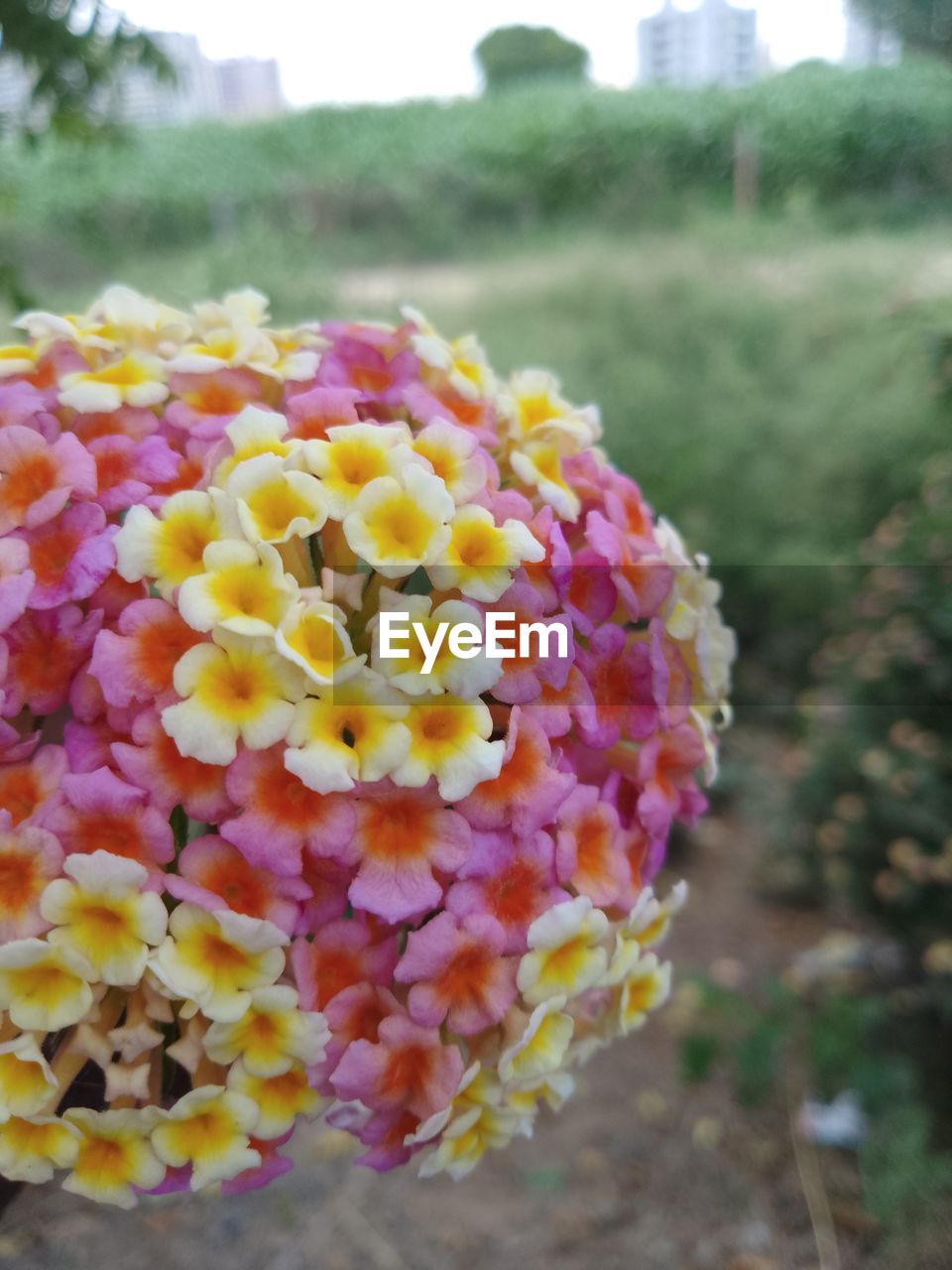 flower, plant, yellow, flowering plant, close-up, nature, freshness, focus on foreground, beauty in nature, day, no people, fragility, outdoors, multi colored, petal, flower head, growth, inflorescence, pink