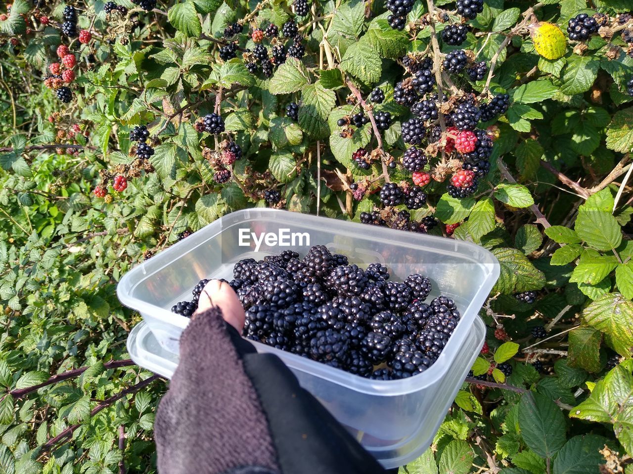 High angle view of fruits on plant