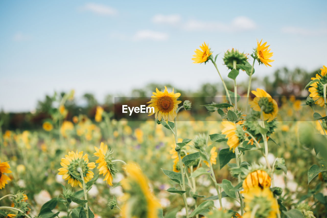 Close-up of yellow flowering plant on field