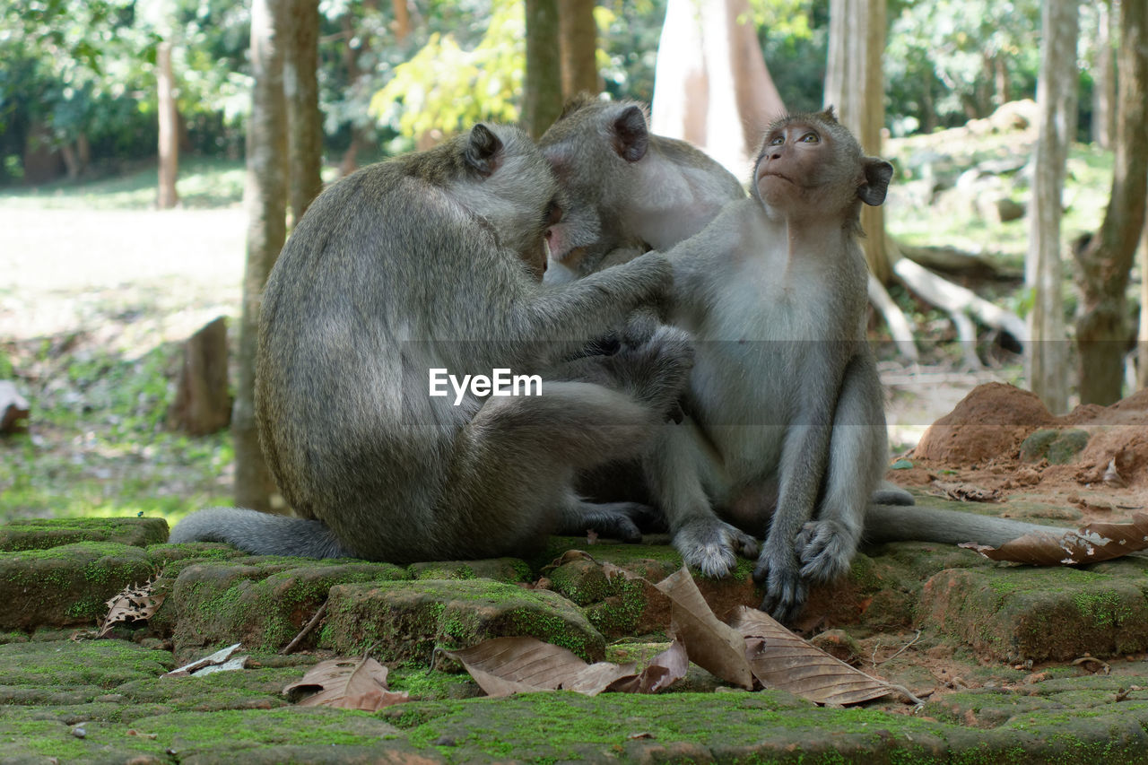 animal themes, animal, mammal, animal wildlife, primate, wildlife, tree, zoo, monkey, group of animals, nature, sitting, forest, two animals, plant, relaxation, no people, macaque, land, recreation, young animal, old world monkey, togetherness, day, outdoors, ape, animal family, environment, full length