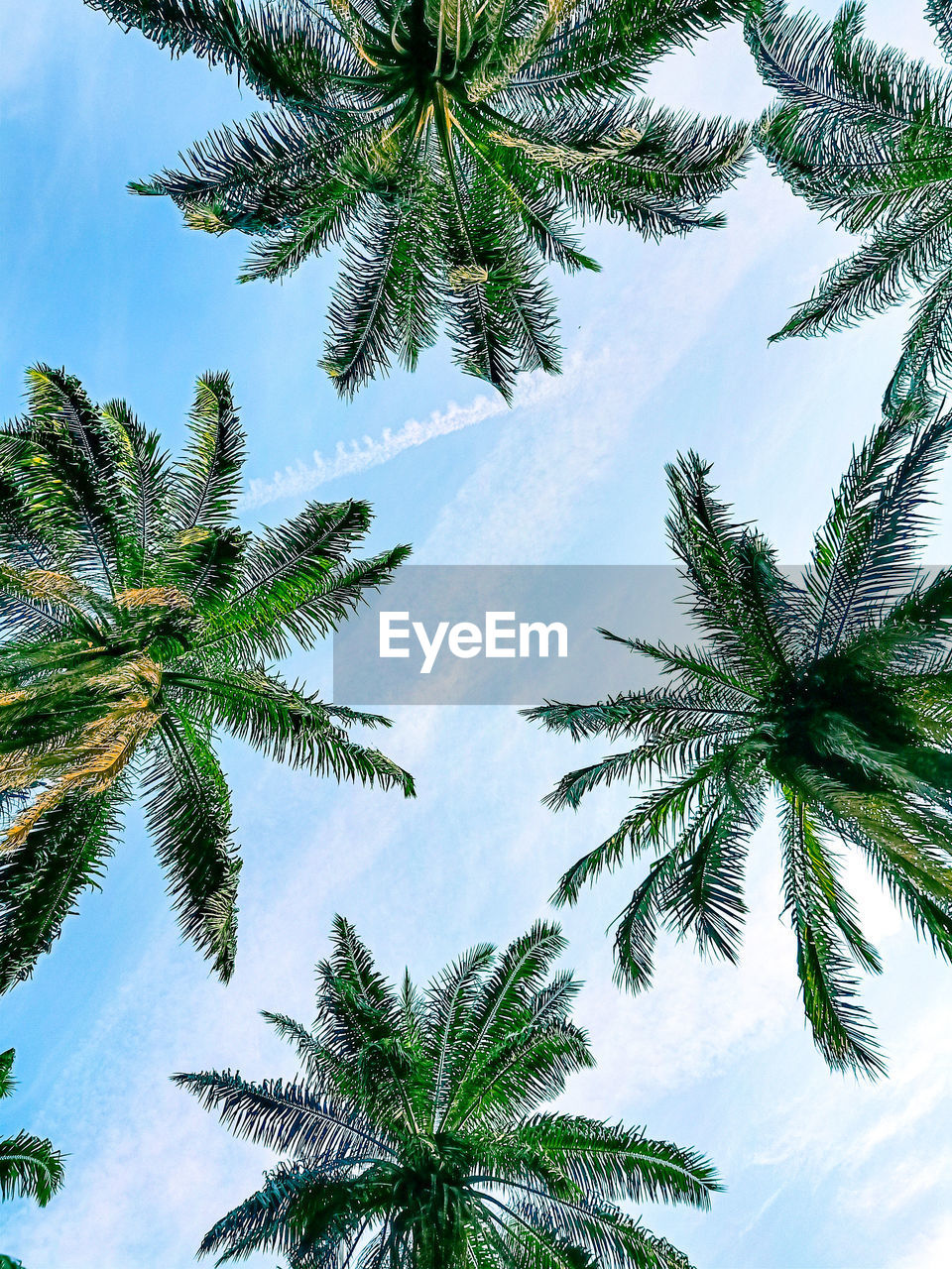 Low angle view of coconut palm tree against sky