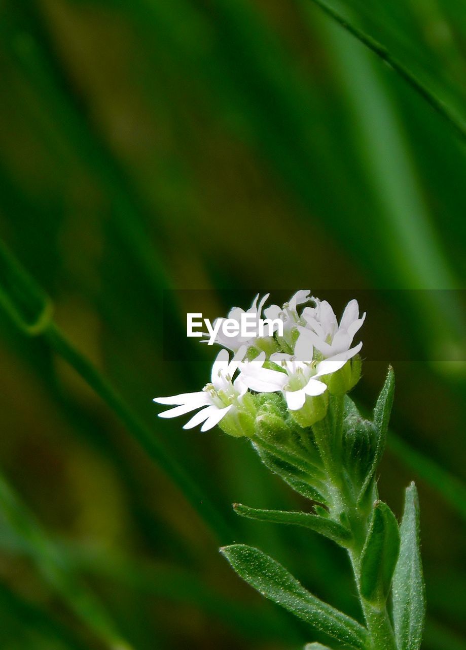 CLOSE UP OF WHITE FLOWER