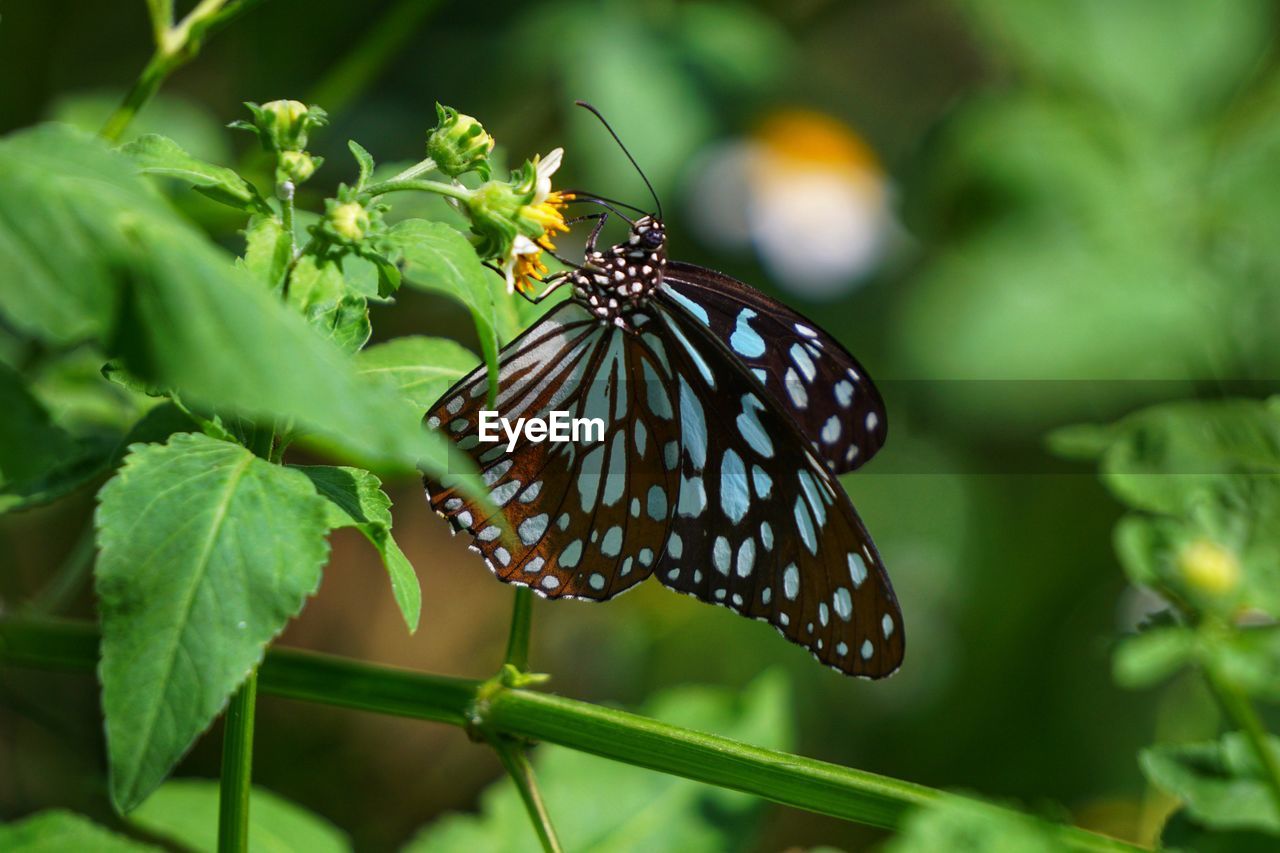 Close-up of butterfly pollinating flower