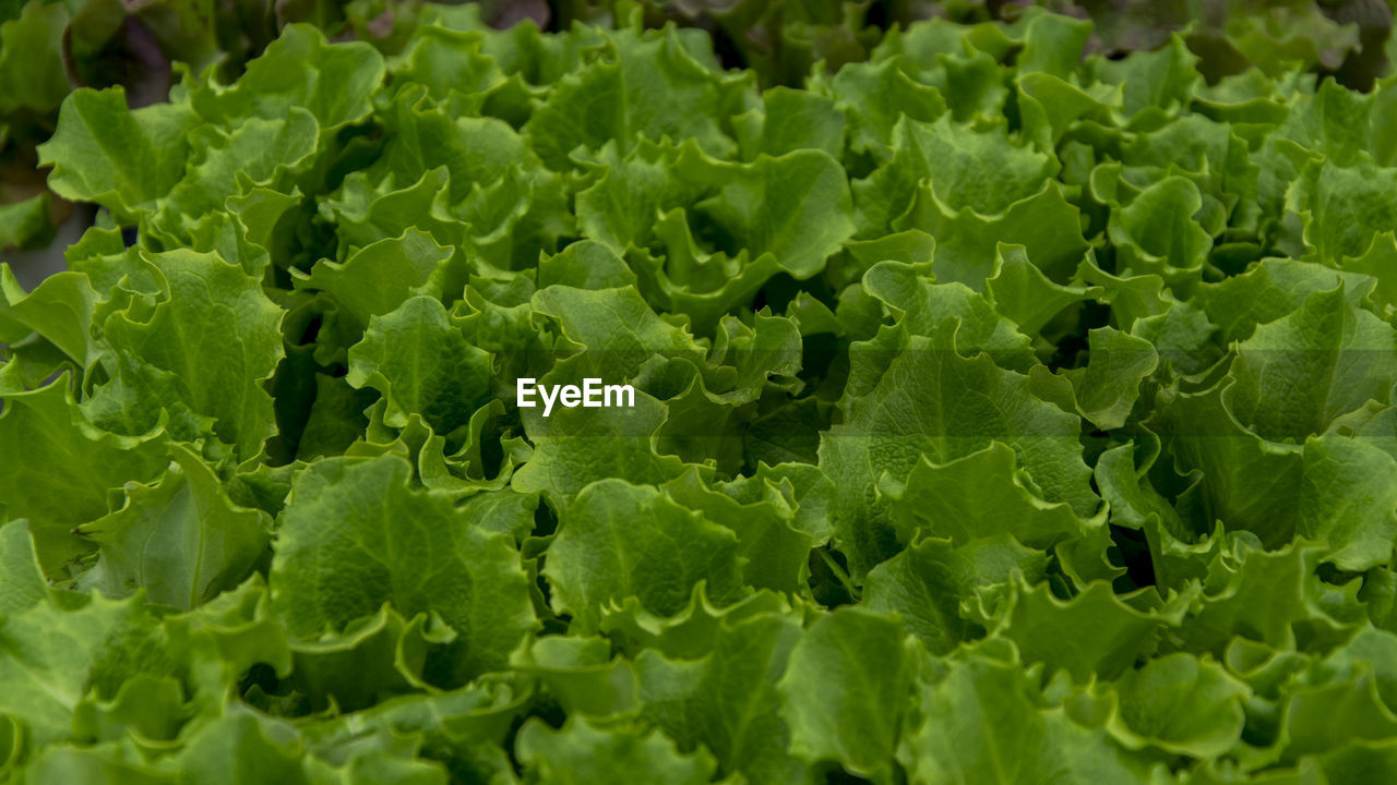 FULL FRAME SHOT OF GREEN PLANTS