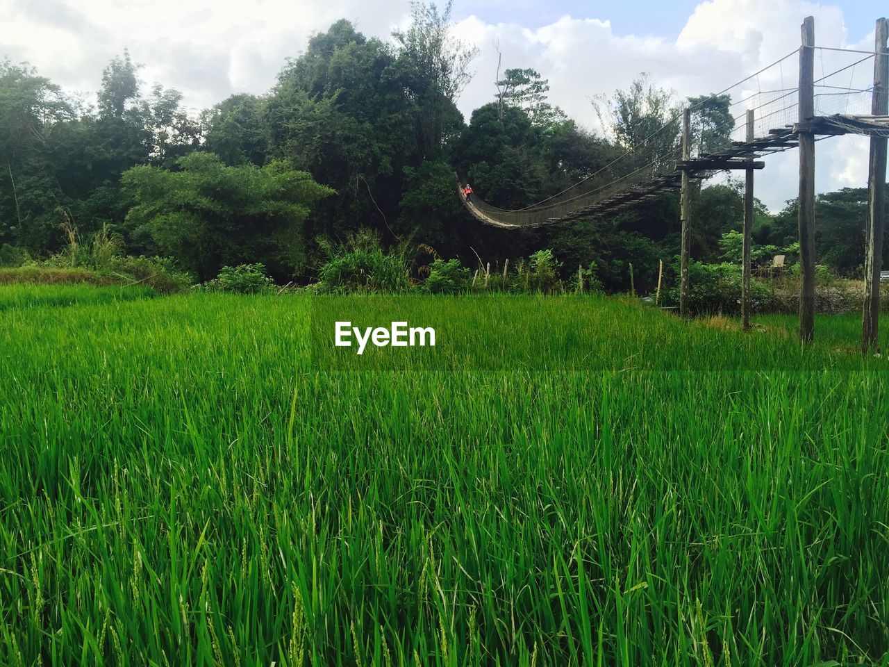 SCENIC VIEW OF GREEN FIELD AGAINST SKY