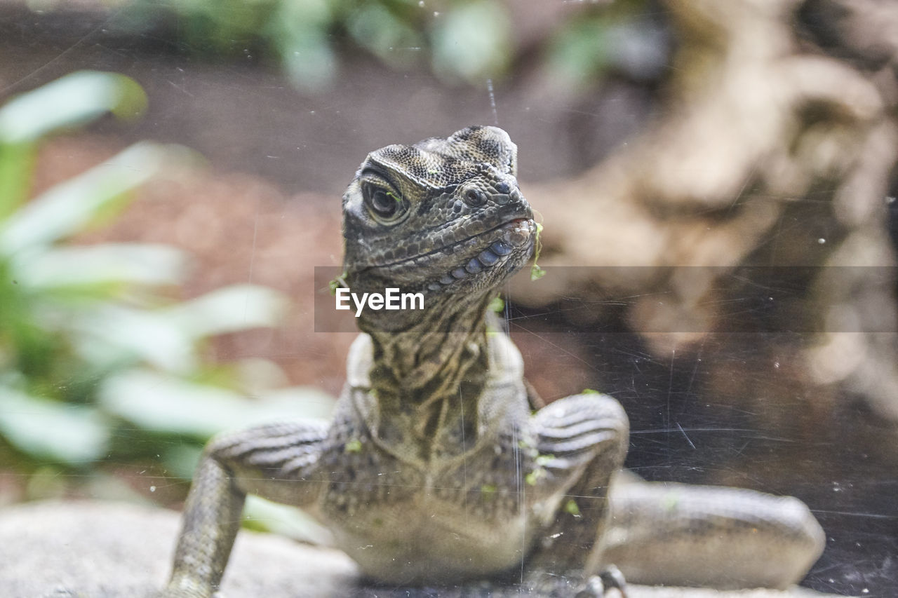 Close-up of raptil looking away