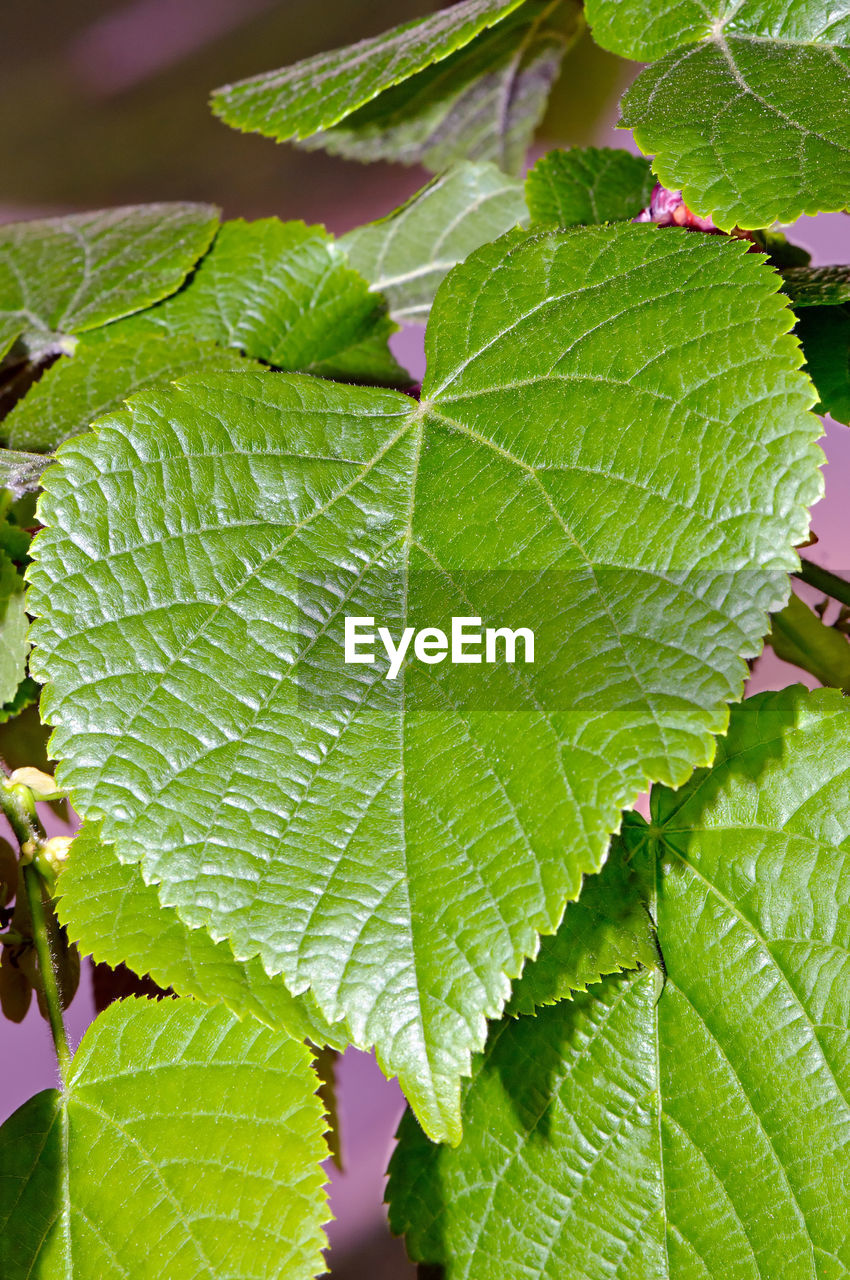 CLOSE-UP OF FRESH GREEN LEAF