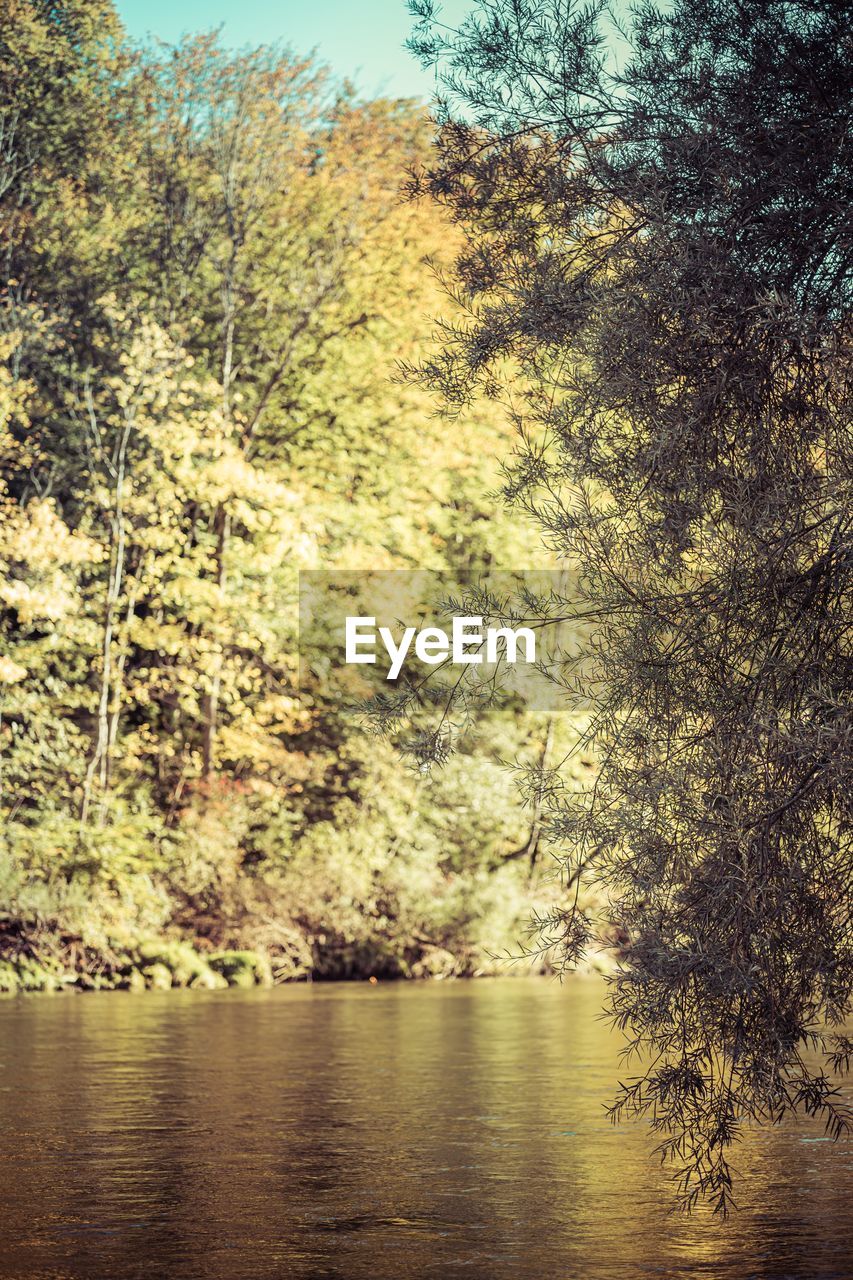 LAKE AMIDST TREES IN FOREST