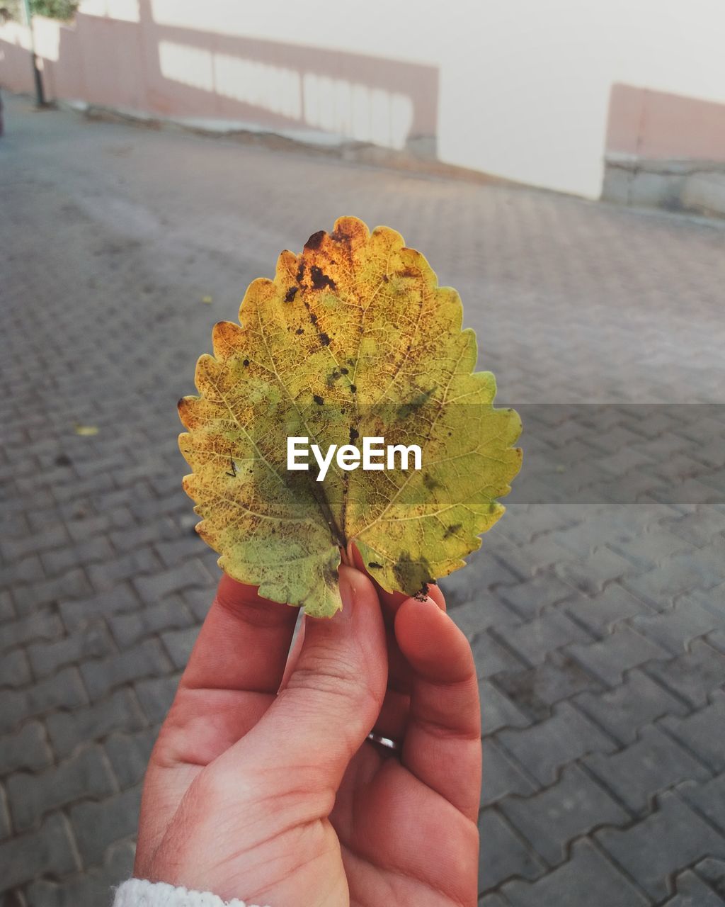 CLOSE-UP OF HAND HOLDING AUTUMN LEAVES ON STREET