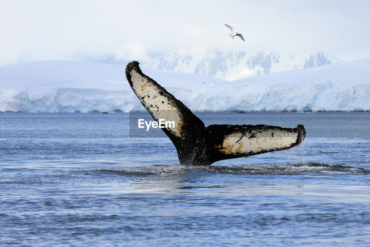 VIEW OF BIRD IN SEA