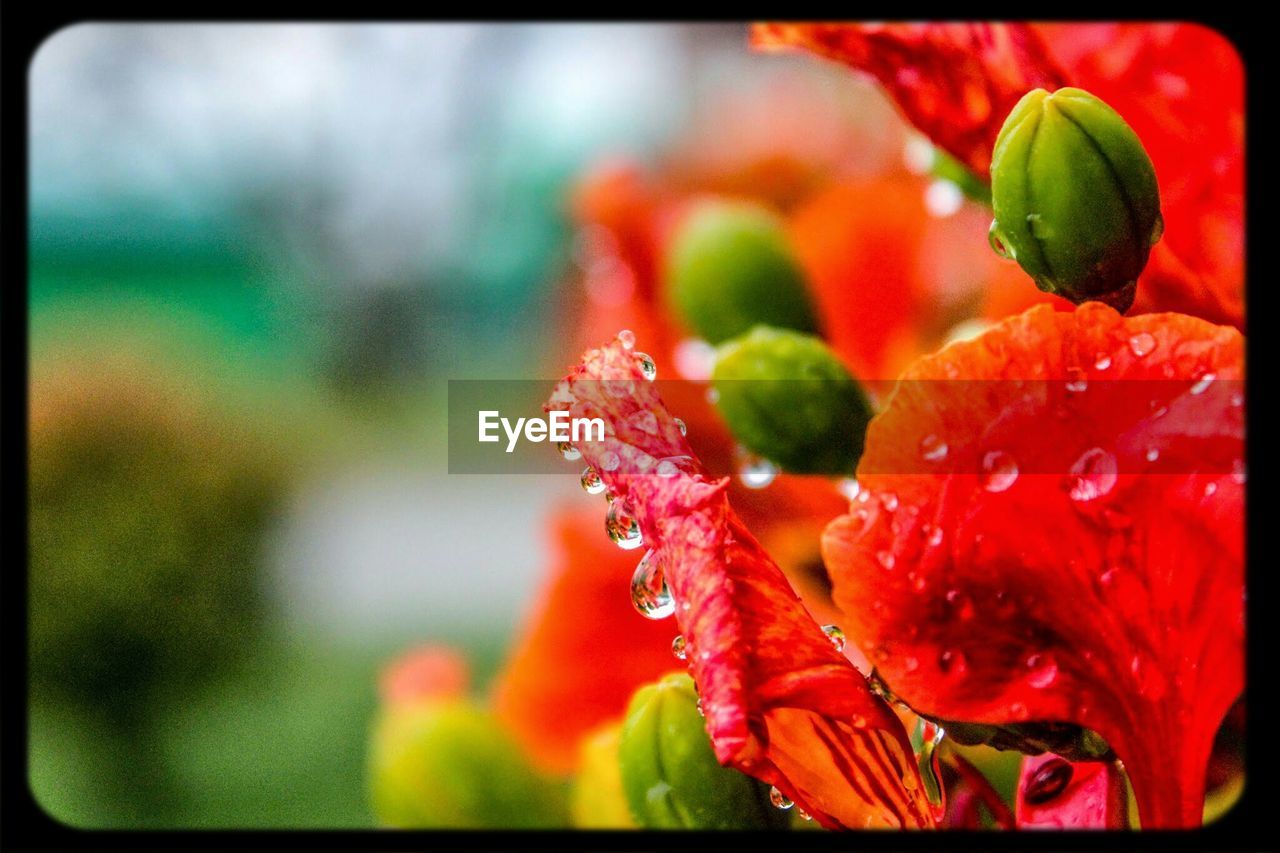 Close-up of water drops on flower