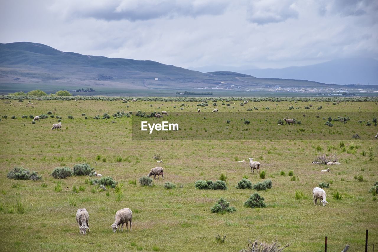 Sheep grazing utah idaho from i-84 rural farming land in the rocky mountains. united states.