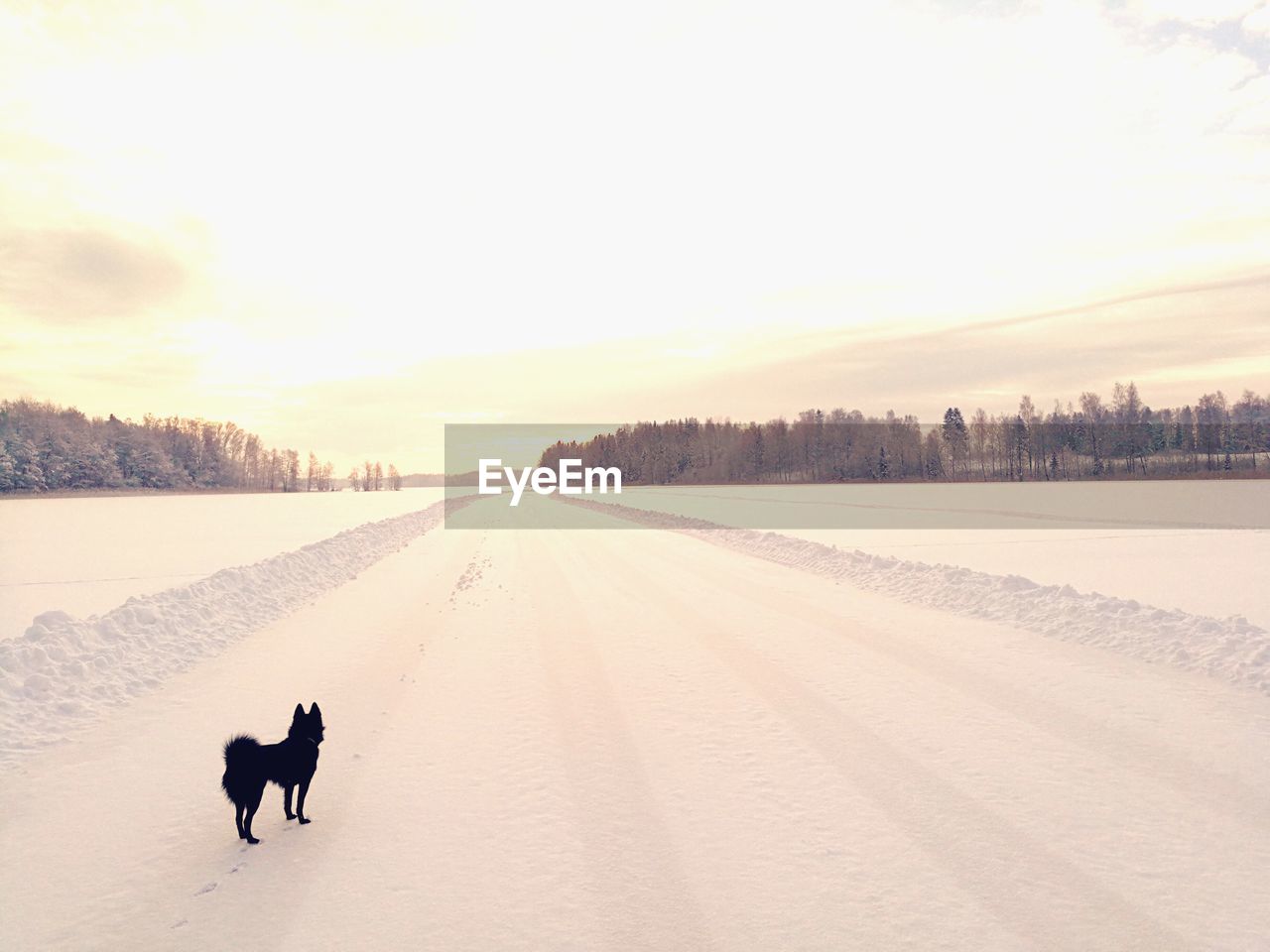 SILHOUETTE DOG ON SNOW COVERED LANDSCAPE