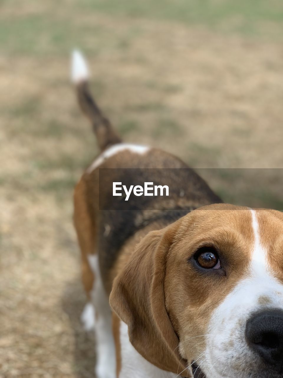 HIGH ANGLE VIEW OF DOG LOOKING AWAY