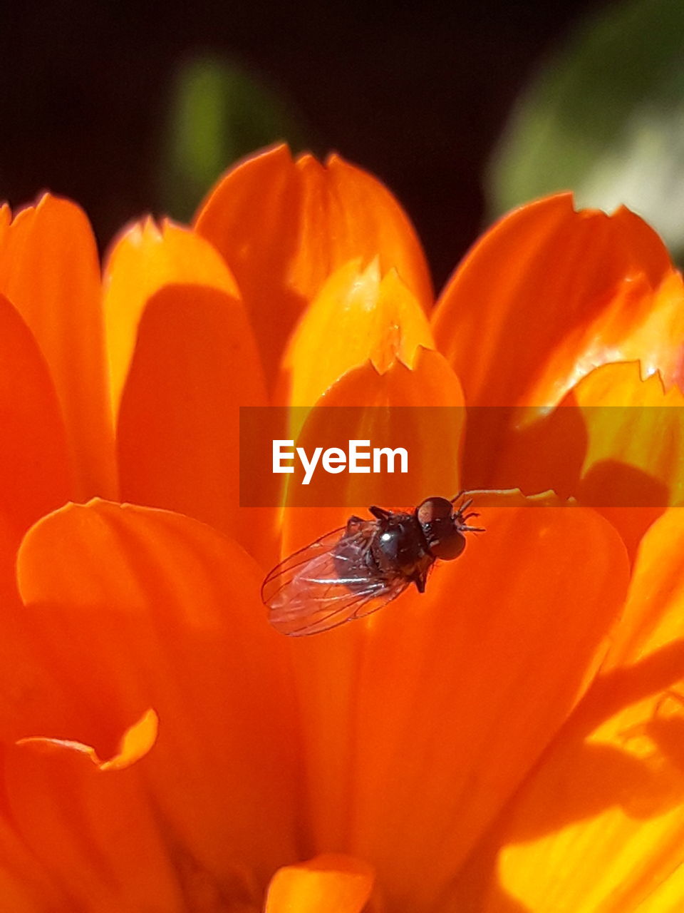 CLOSE-UP OF ORANGE INSECT ON RED FLOWER