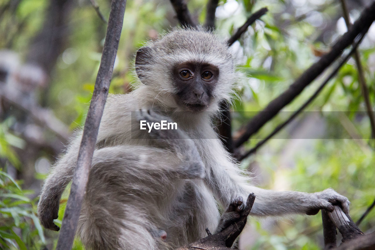 Portrait of langur sitting on tree