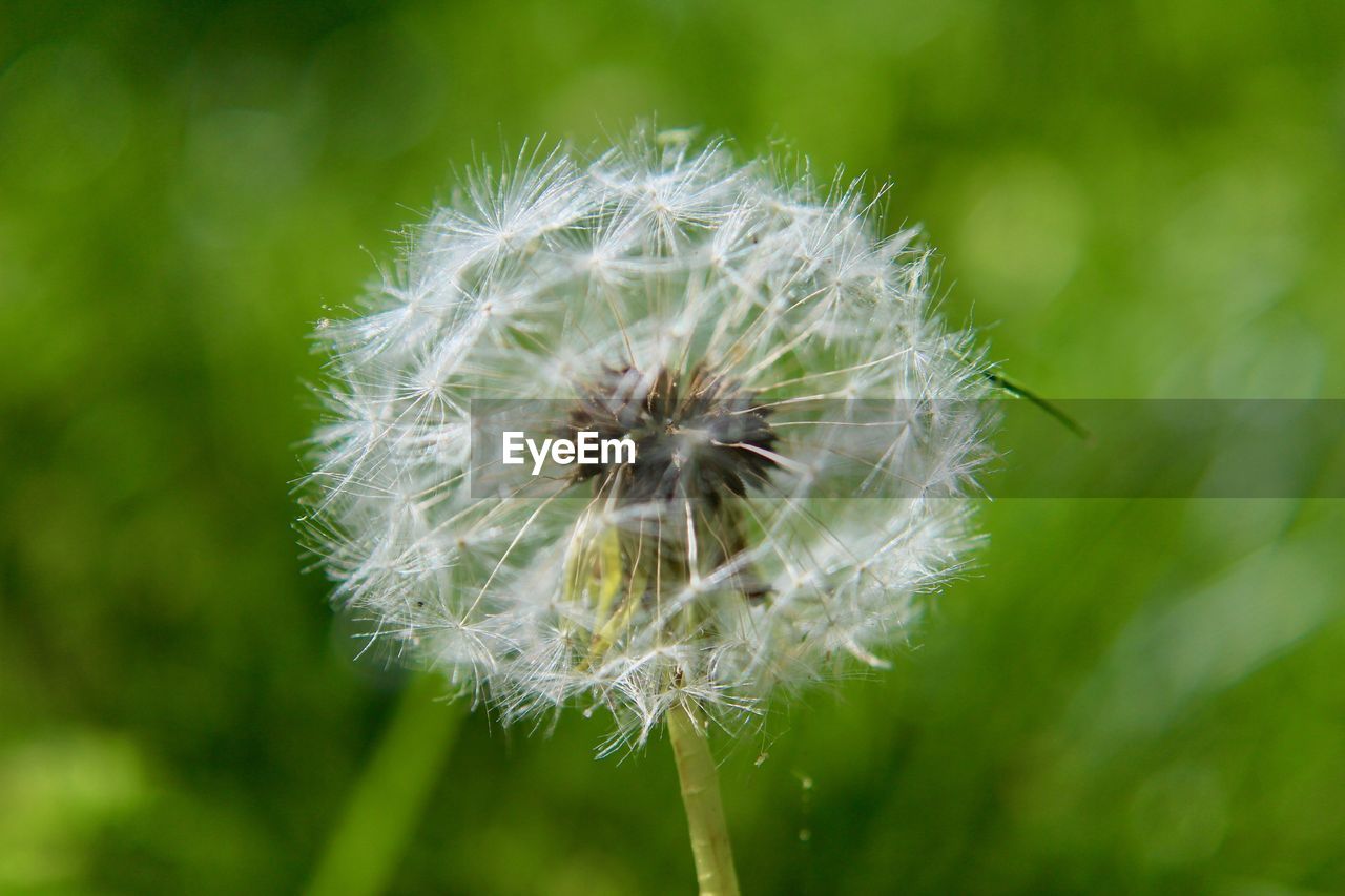 CLOSE-UP OF DANDELION