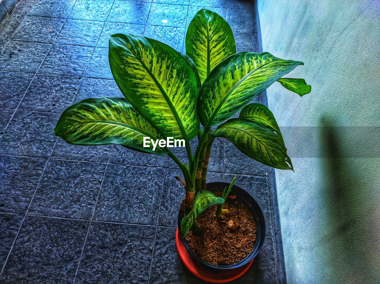 leaf, plant part, green, plant, growth, nature, potted plant, no people, flower, houseplant, indoors, close-up, high angle view, beauty in nature, day, freshness, botany, plant stem, produce, herb, soil, table