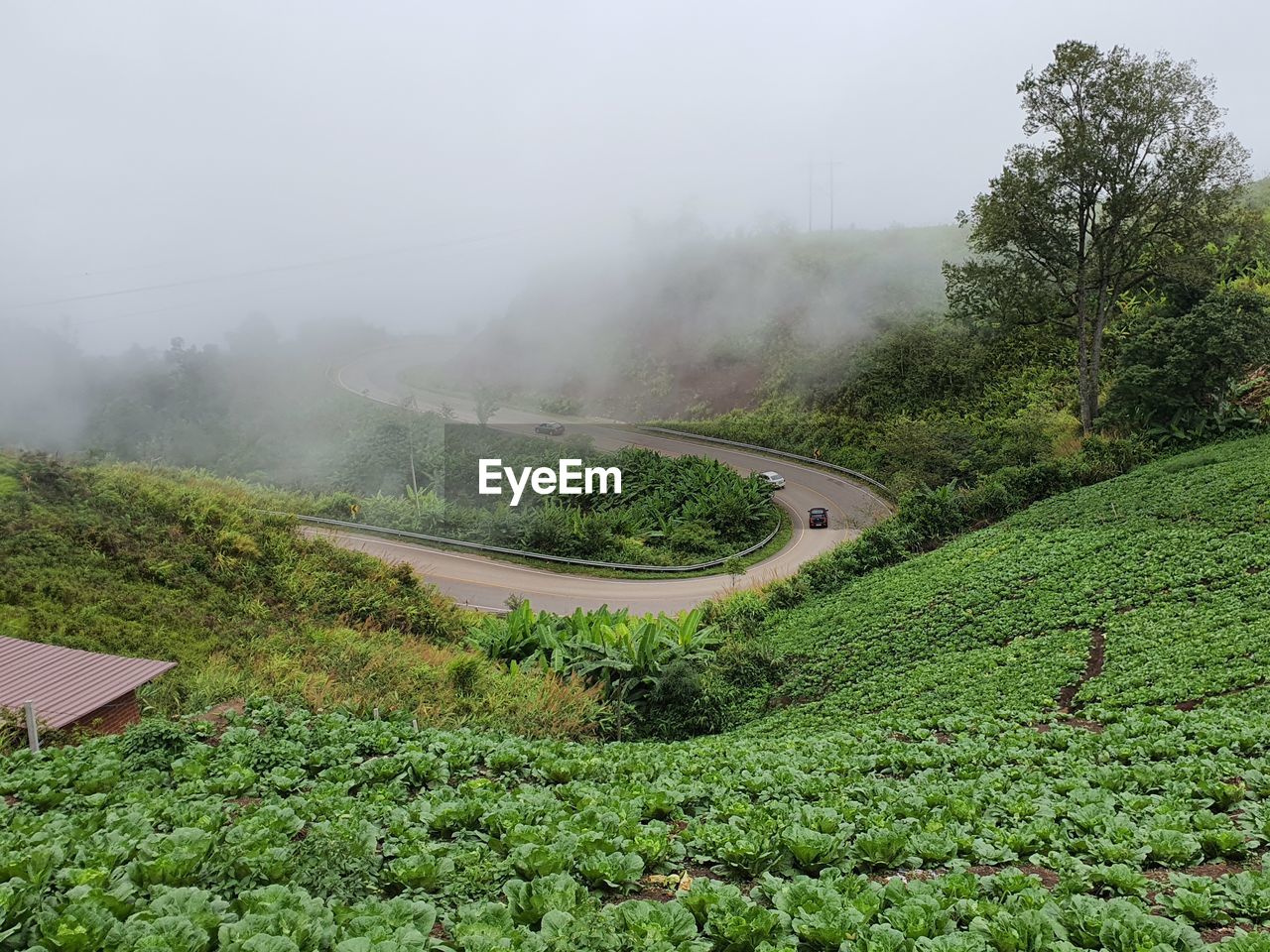 SCENIC VIEW OF ROAD AMIDST TREES AGAINST SKY