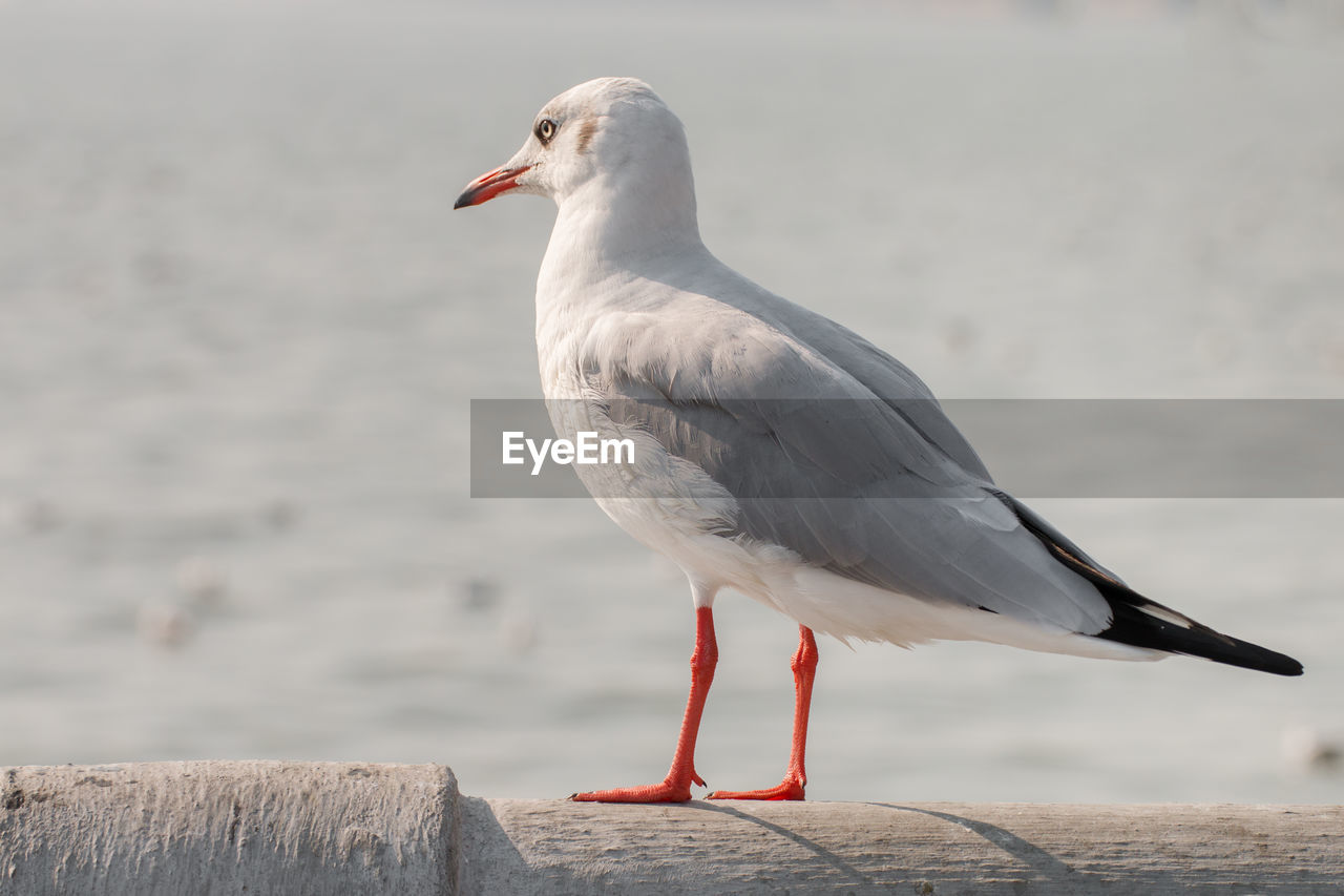 Seagull stand and looking on the sea.