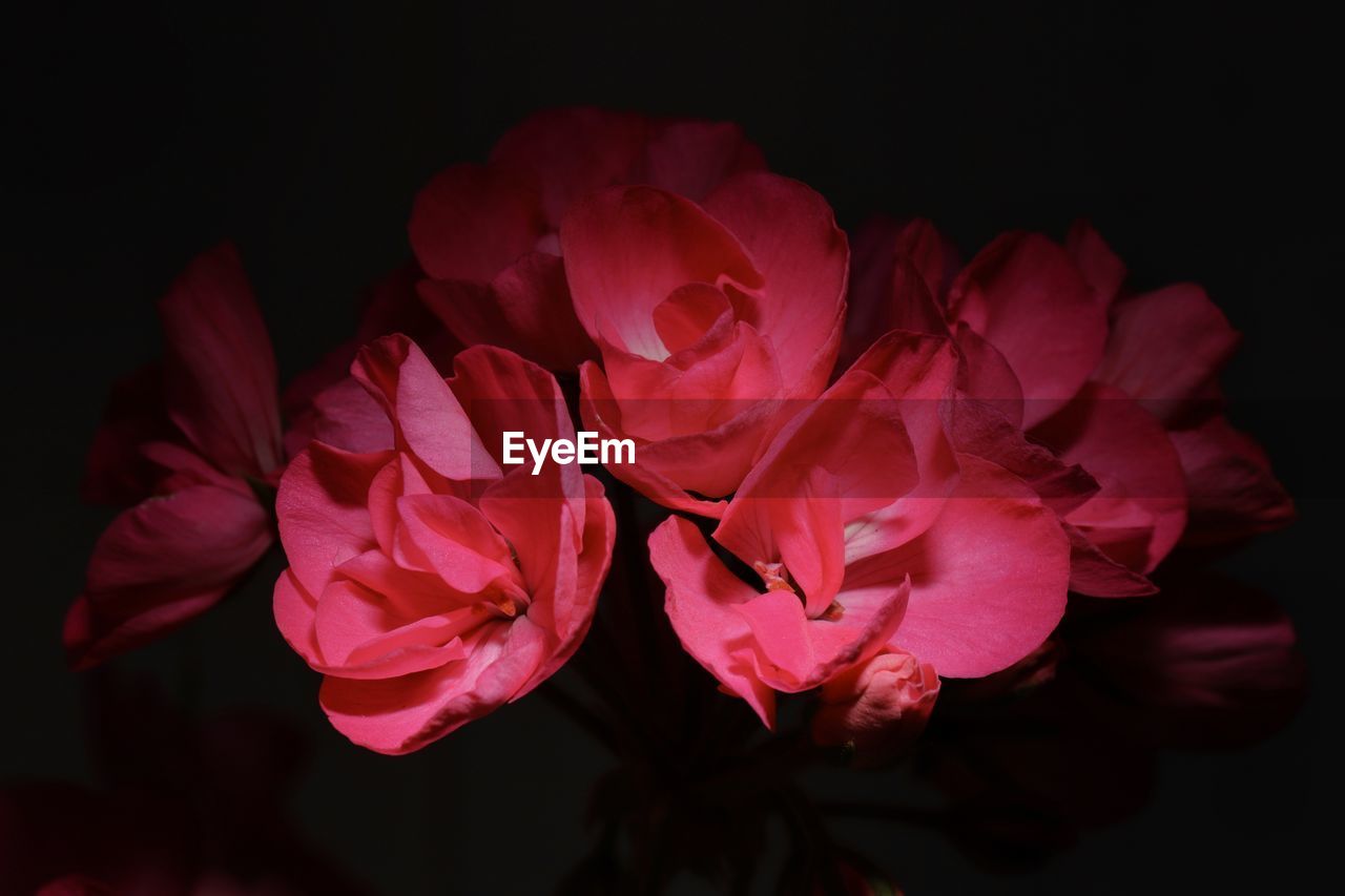 CLOSE-UP OF PINK ROSES