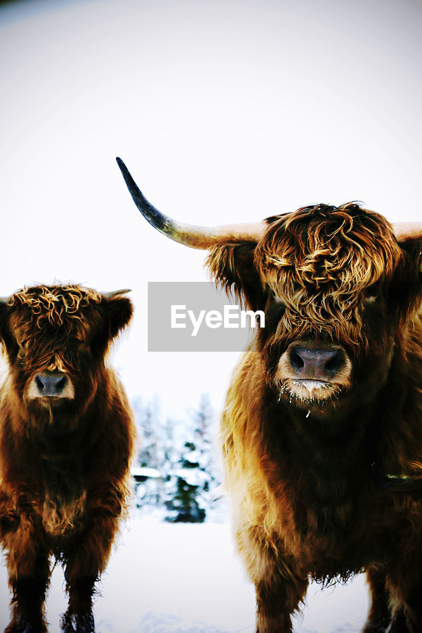 Portrait of two highland cattle cows