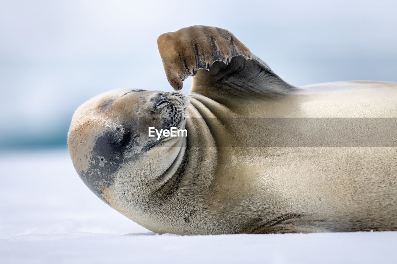 Close-up of crabeater seal scratching using flipper