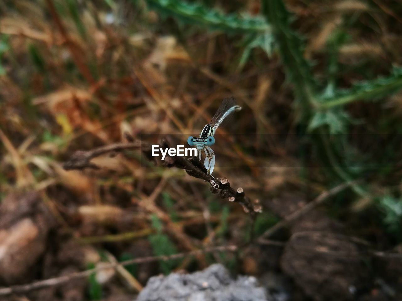 HIGH ANGLE VIEW OF BUTTERFLY FLYING ABOVE LAND