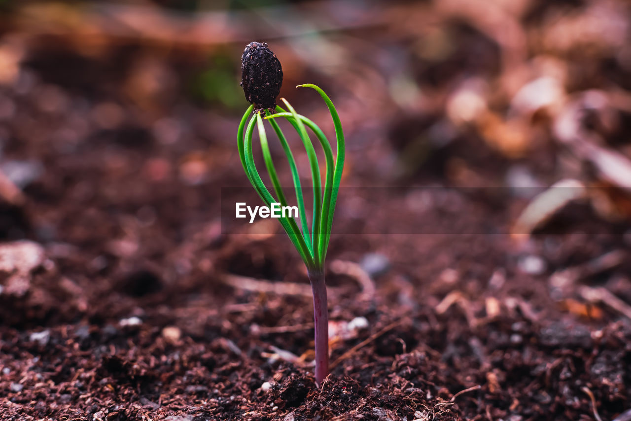 soil, plant, leaf, nature, flower, growth, flowering plant, beauty in nature, dirt, macro photography, green, freshness, beginnings, no people, plant part, close-up, fragility, land, outdoors, vegetable, seedling, day, botany, food, focus on foreground, springtime, selective focus, field, environment