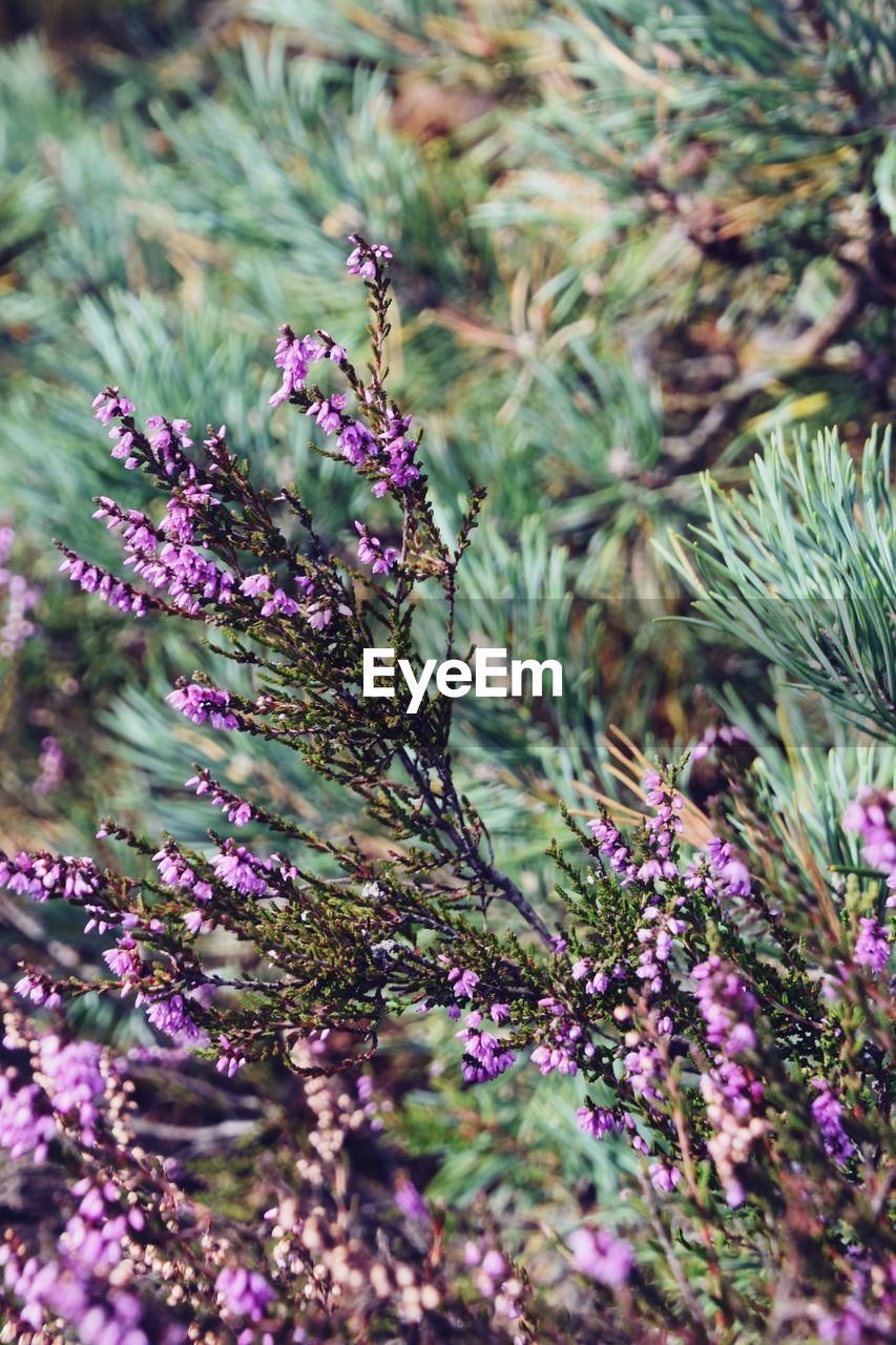 CLOSE-UP OF PURPLE FLOWERING PLANT