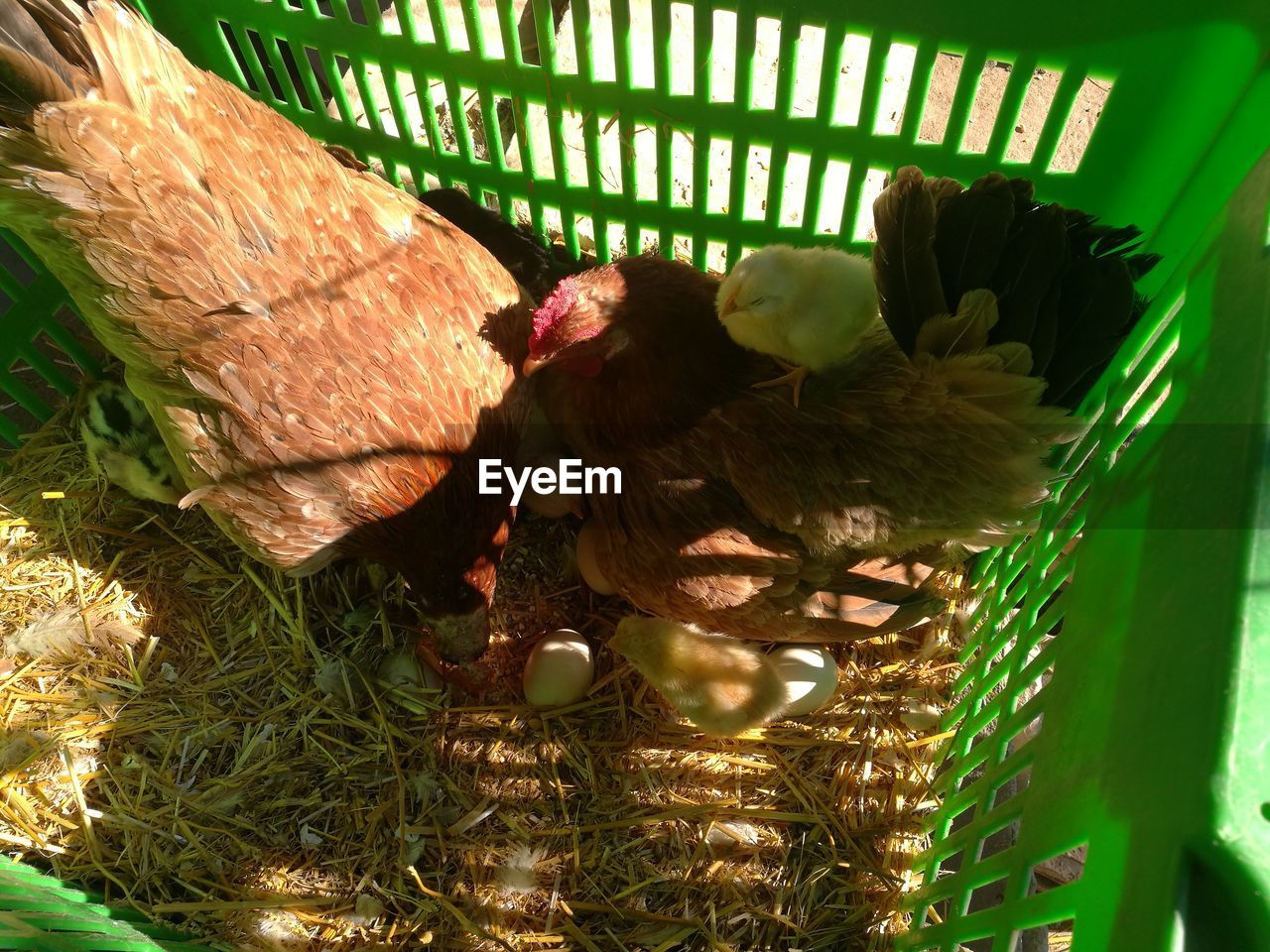 CLOSE-UP OF BIRD PERCHING ON BASKET