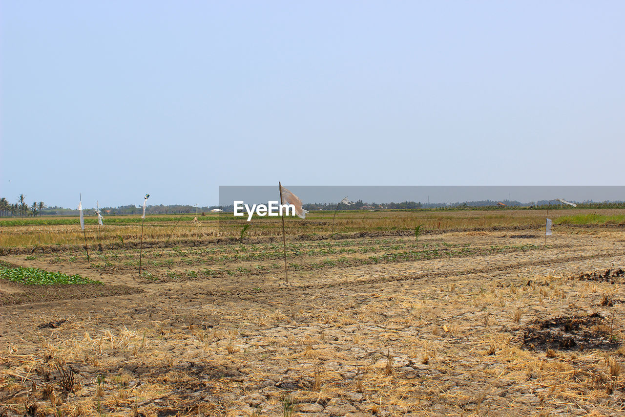 Scenic view of field against clear sky