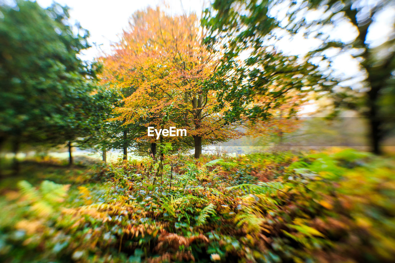 CLOSE-UP OF AUTUMN TREE
