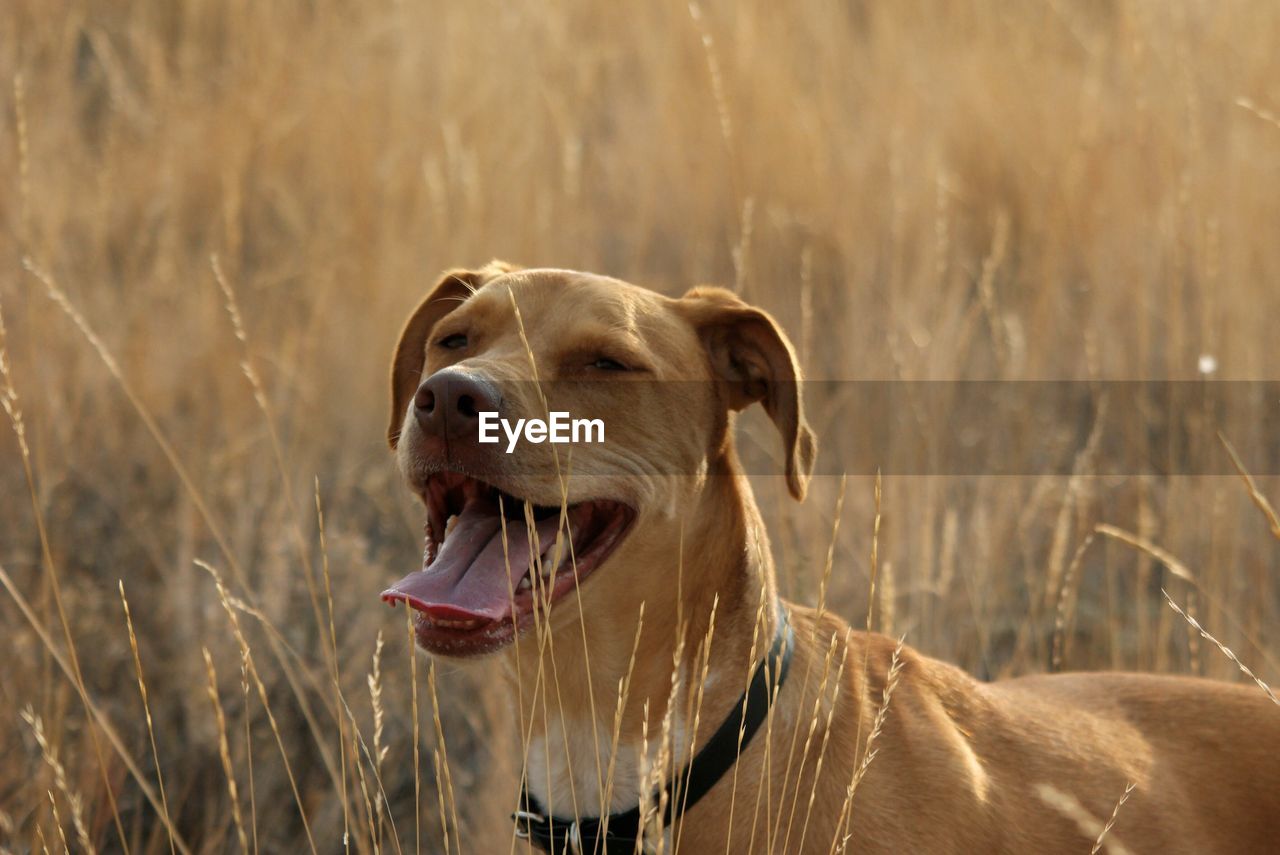 DOG LOOKING AWAY WHILE STANDING ON LAND