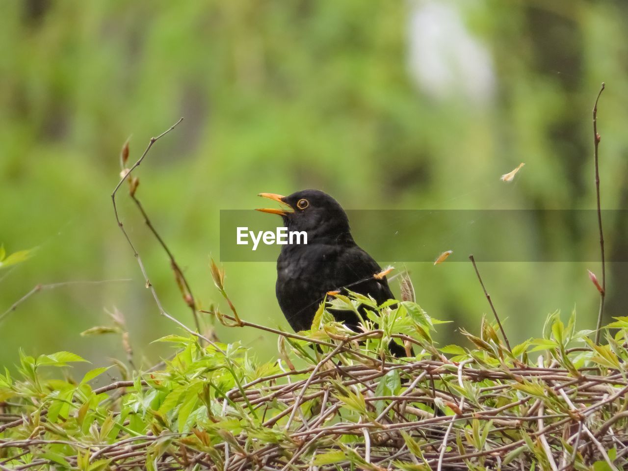 CLOSE-UP OF A BIRD PERCHING ON PLANT