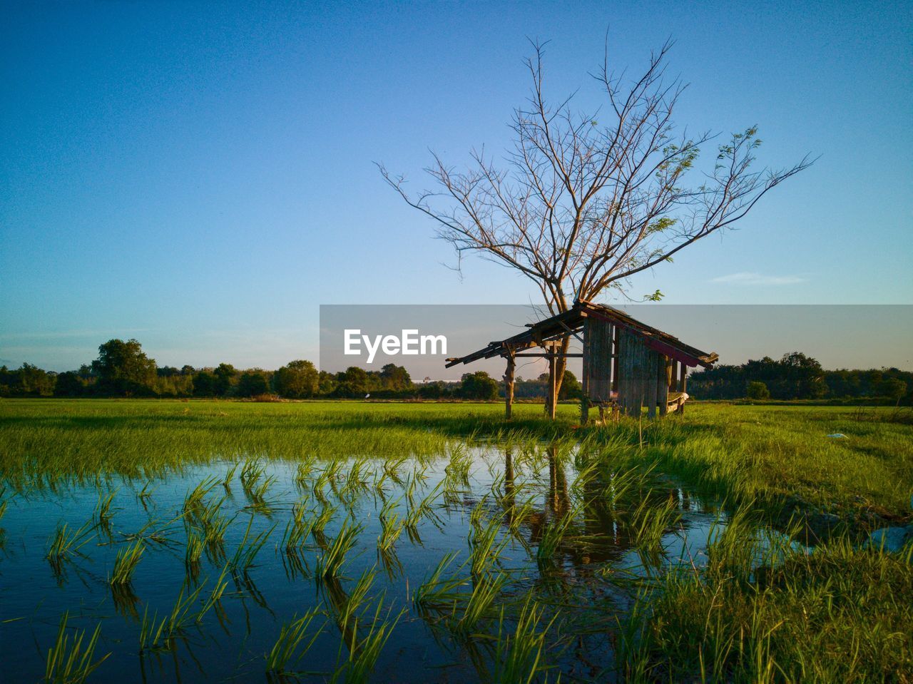 Scenic view of field against clear sky